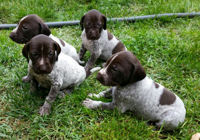 German Shorthaired Pointers